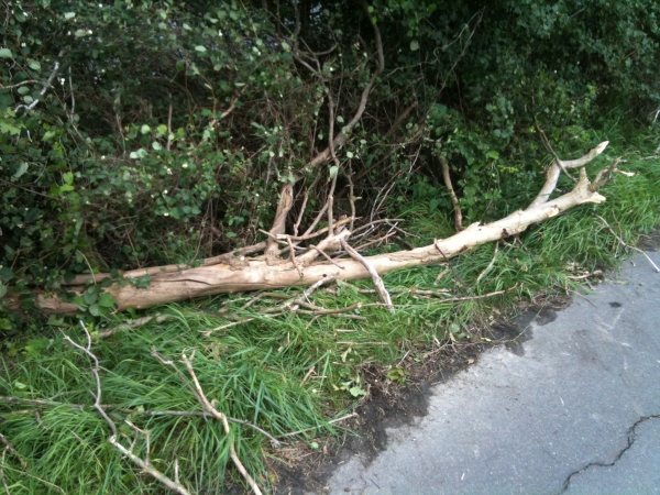 baum_im_fahrbahnbereich